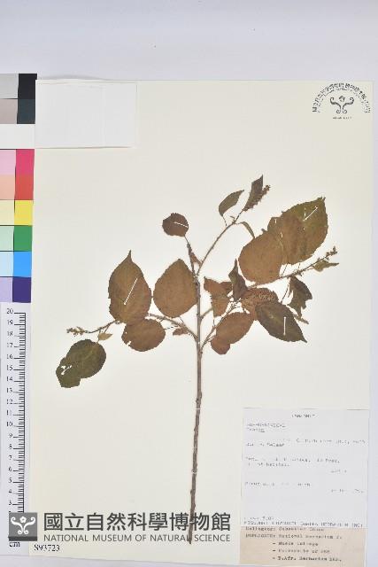 登錄號:S093723藏品圖，第1張