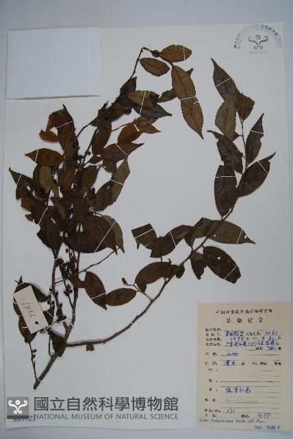Downy holly, Hairy-branched holly Collection Image, Figure 1, Total 2 Figures