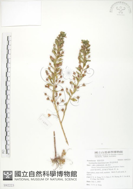 茅毛珍珠菜藏品圖，第1張