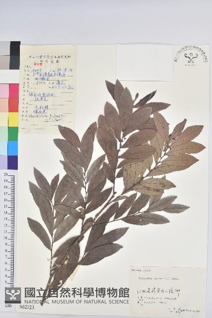 紅毛饅頭果藏品圖，第1張