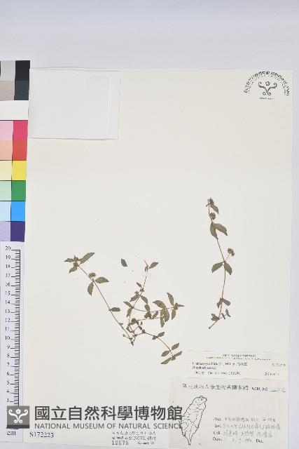 飛揚草藏品圖，第1張