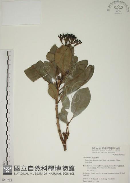 密脈赤楠藏品圖，第1張