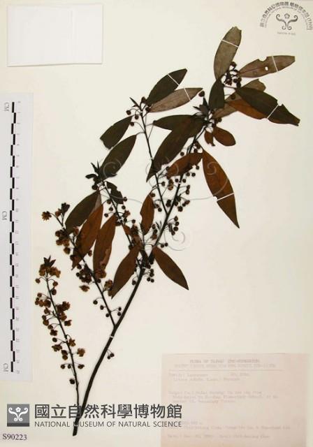 山胡椒藏品圖，第1張