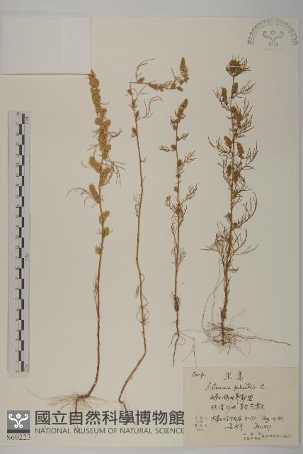 黑蒿藏品圖，第1張