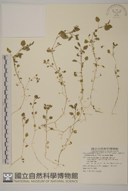 繁縷藏品圖，第1張