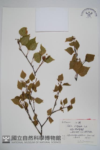 白樺、粉樺、臭樺藏品圖，第1張