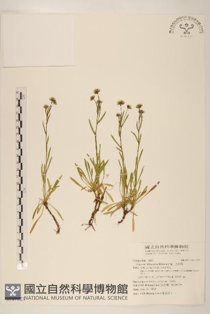 福山氏飛蓬藏品圖，第1張