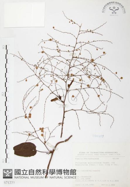 臺灣何首烏藏品圖，第1張