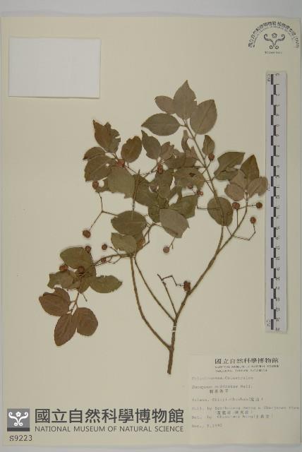 刺果衛矛藏品圖，第1張