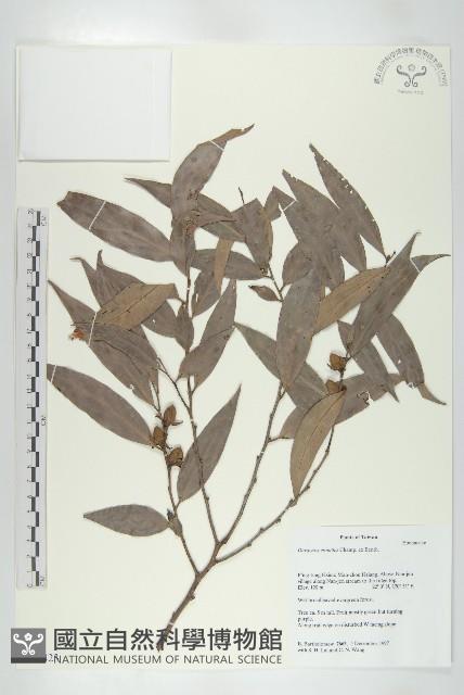 軟毛柿藏品圖，第1張