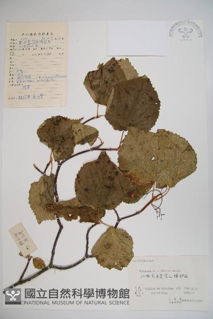 樺葉莢迷、玉山莢迷藏品圖，第1張