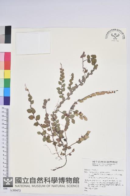 登錄號:S180423藏品圖，第1張