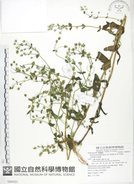 大籽當藥、巒大當藥藏品圖，第1張