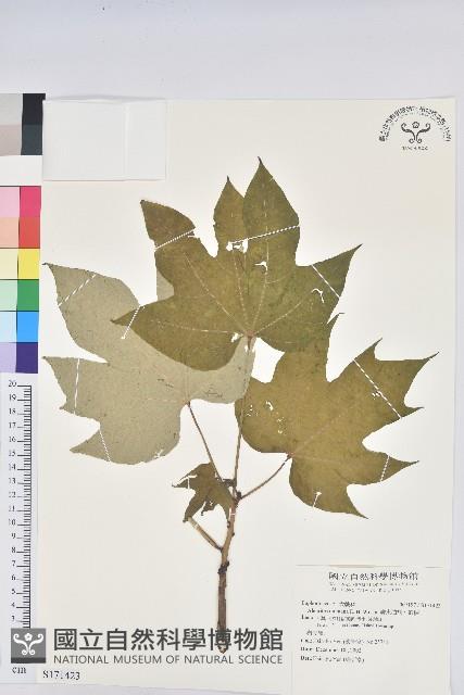 廣東油桐、皺桐藏品圖，第1張