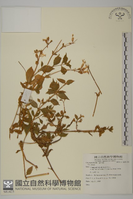 登錄號:S081423藏品圖，第1張