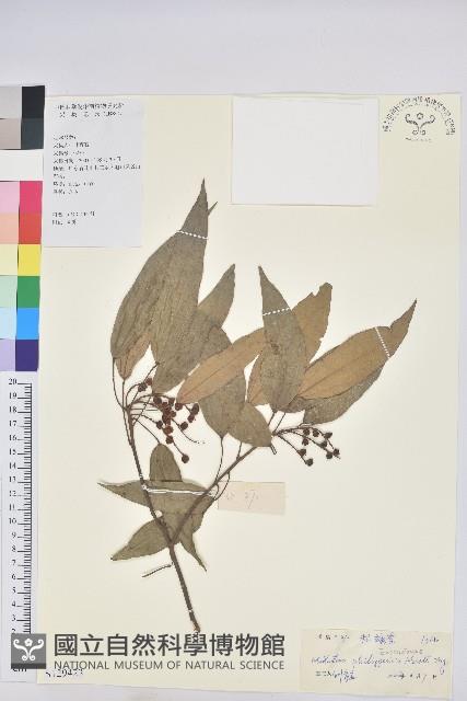 粗糠柴藏品圖，第1張