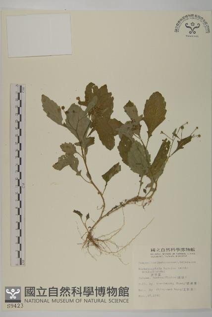 茯苓菜藏品圖，第1張