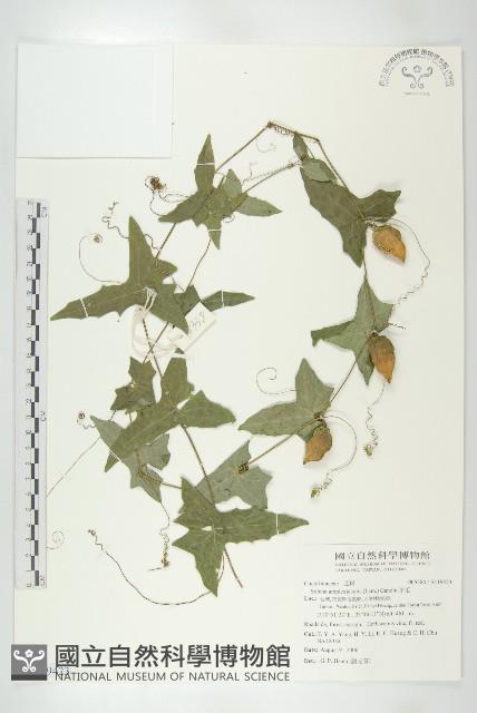 茅瓜藏品圖，第1張