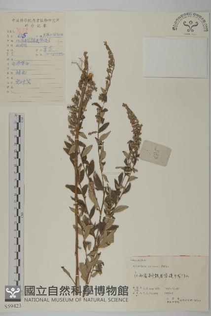 魁蒿藏品圖，第1張