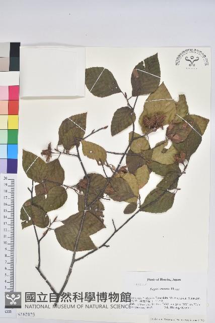 登錄號:S162123藏品圖，第1張