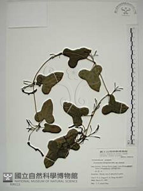 港口馬兜鈴  藏品圖，第1張