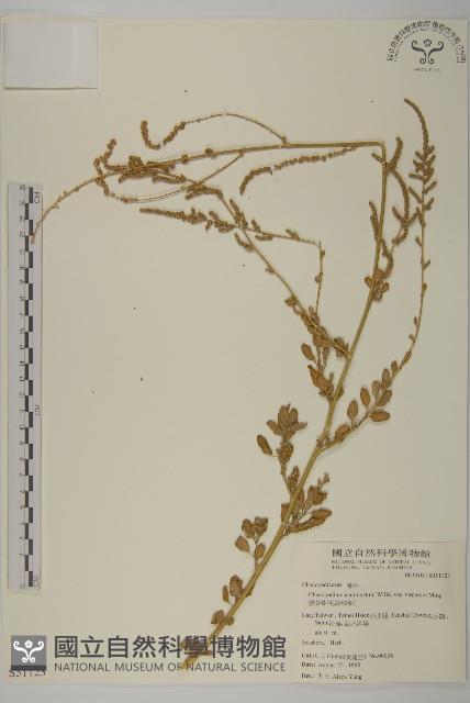 變葉藜、毛綠珠藜藏品圖，第1張