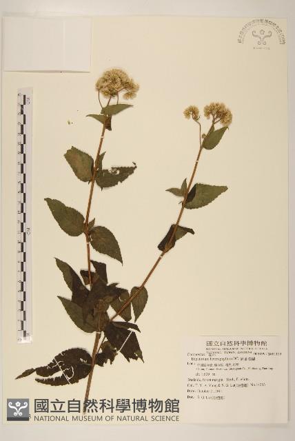 異葉澤蘭藏品圖，第1張