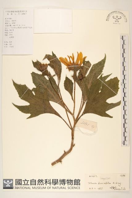 王爺葵、五瓜金英藏品圖，第1張