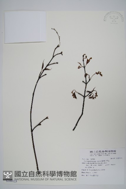臺灣紅榨槭藏品圖，第1張