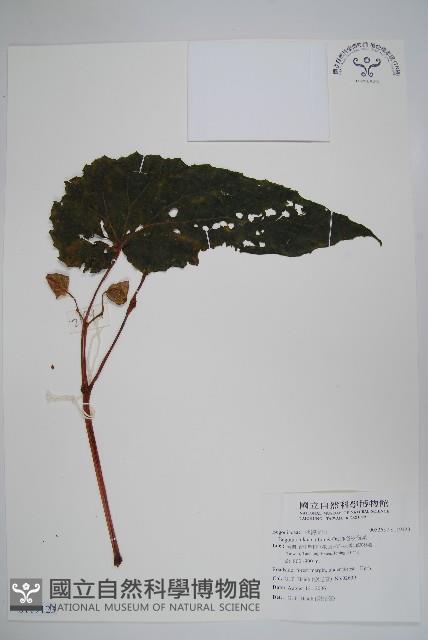 鹿谷秋海棠藏品圖，第1張