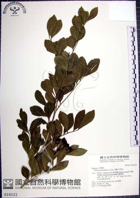 月橘藏品圖，第1張