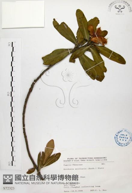 大頭茶藏品圖，第1張