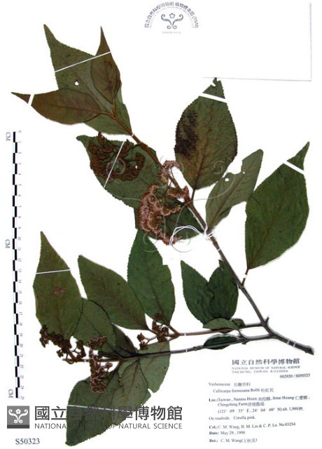 杜虹花，台灣紫珠藏品圖，第1張