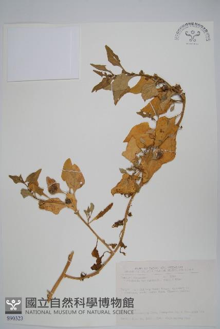 番杏藏品圖，第1張