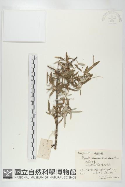 醋柳藏品圖，第1張