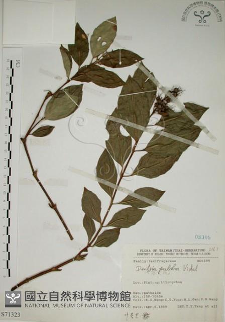 大葉溲疏藏品圖，第1張