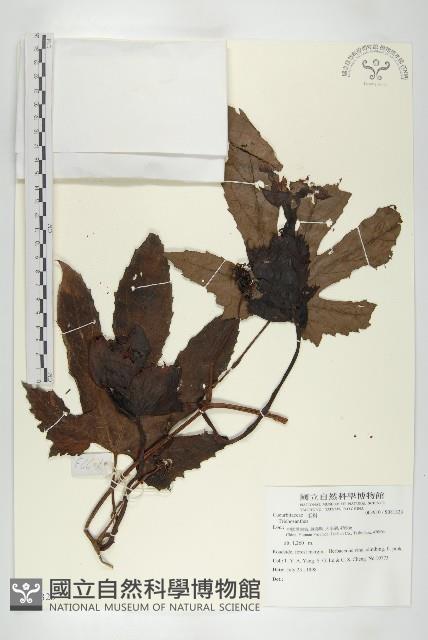 登錄號:S081323藏品圖，第1張