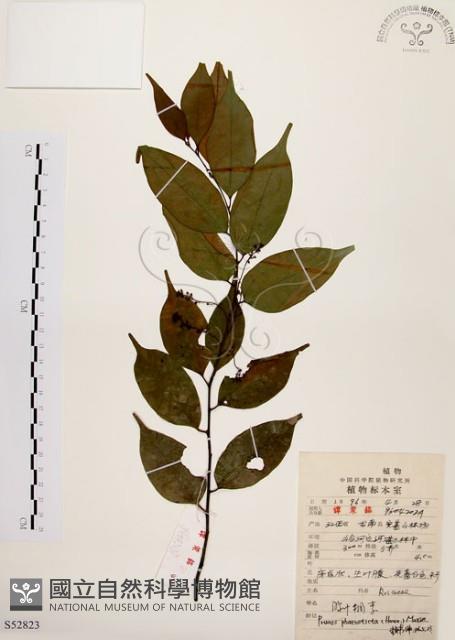 墨點櫻桃、黑星櫻藏品圖，第1張