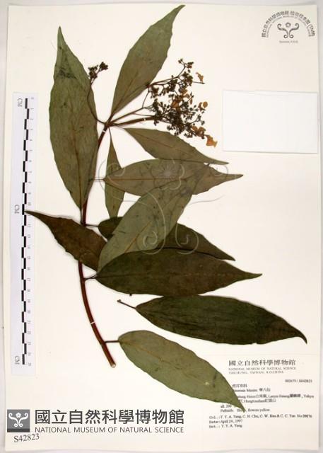 華八仙藏品圖，第1張