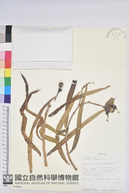 登錄號:S100823藏品圖，第1張