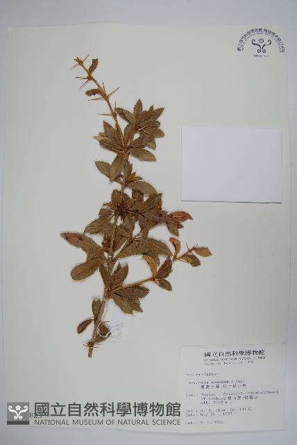 臺灣小蘗藏品圖，第1張