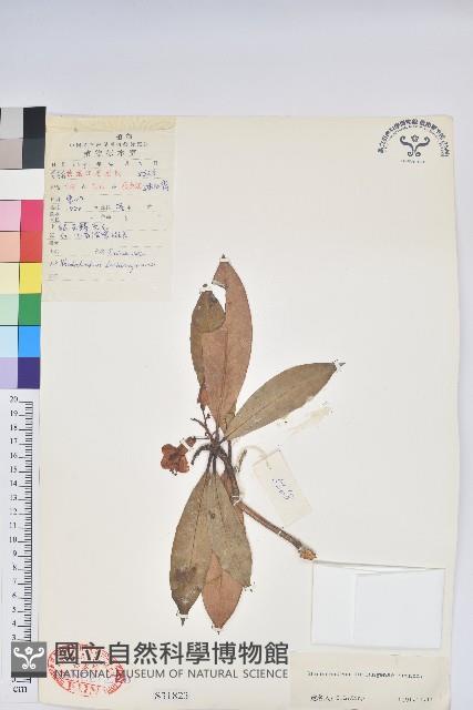 蜡葉杜鵑藏品圖，第1張