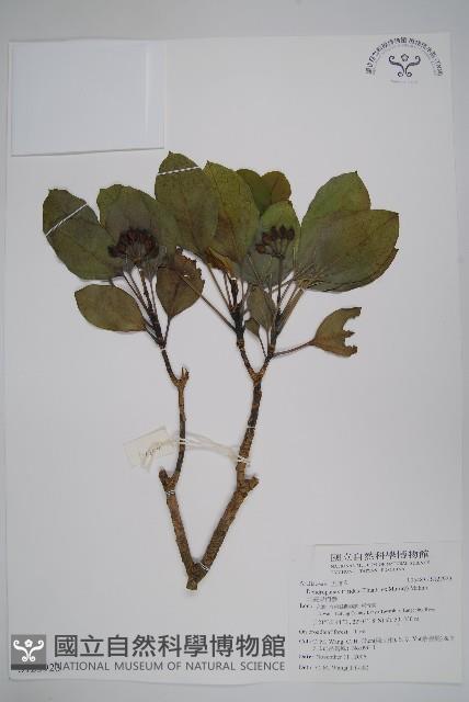 三菱果樹參藏品圖，第1張