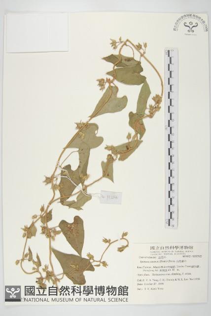 美麗馬醉木藏品圖，第1張