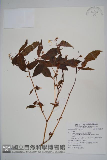 登錄號:S082923藏品圖，第1張