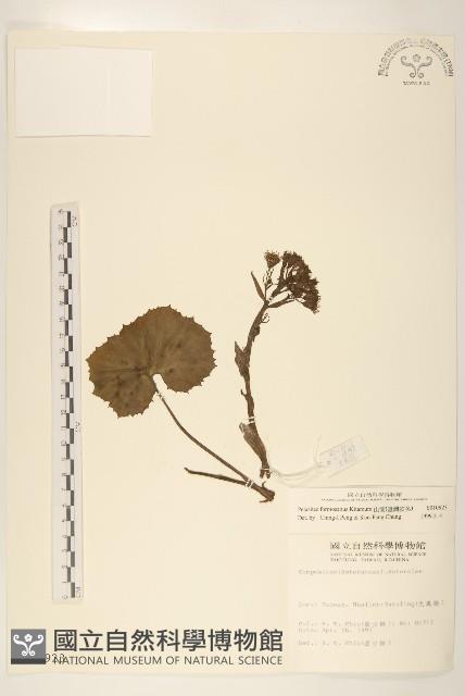 臺灣款冬藏品圖，第1張