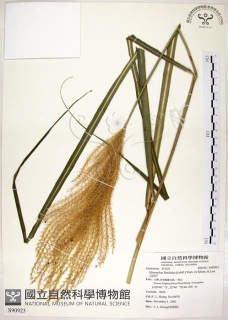 五節芒藏品圖，第1張