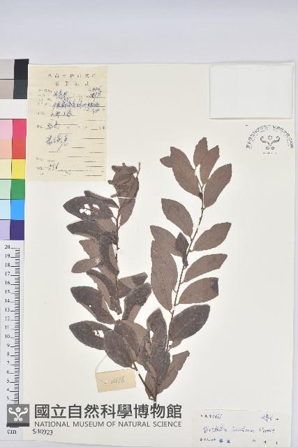 刺杜密藏品圖，第1張