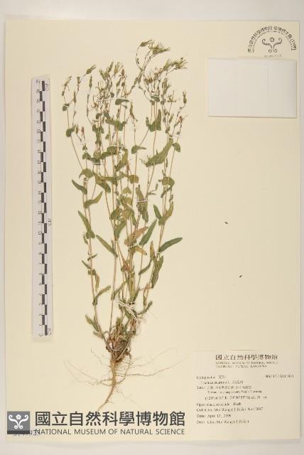 刺萵苣藏品圖，第1張