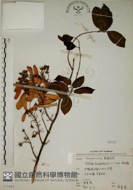 猿尾藤藏品圖，第1張